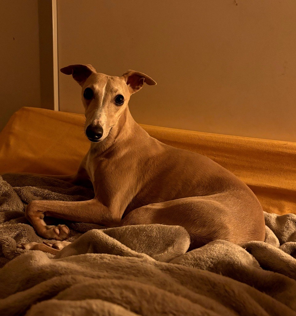 Unique sweet silhouettes sprinter