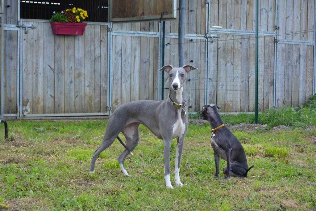 Rose romance Des Vertes Merveilles