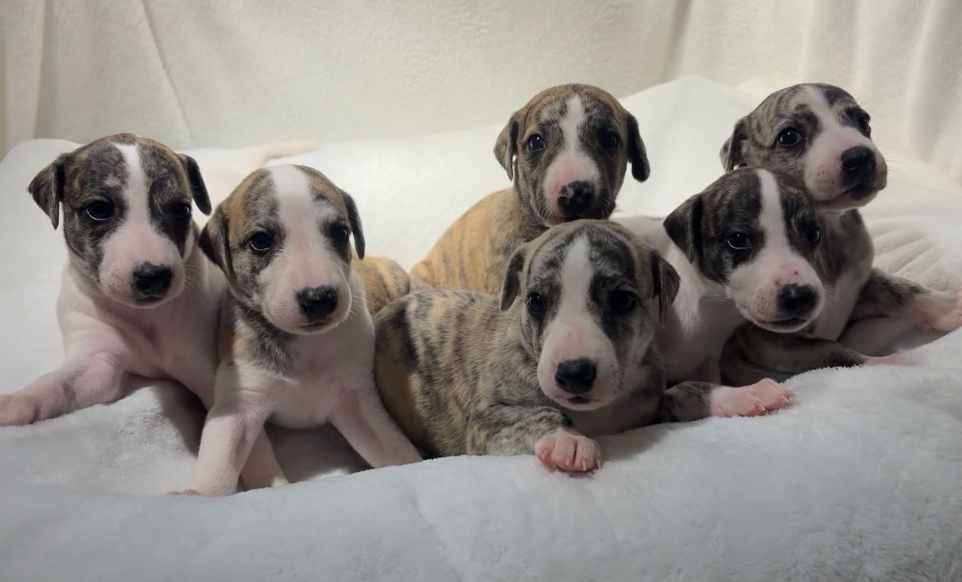 Beautiful Valentin's Collection · SWEET SILHOUETTES SPRINTER · 2026