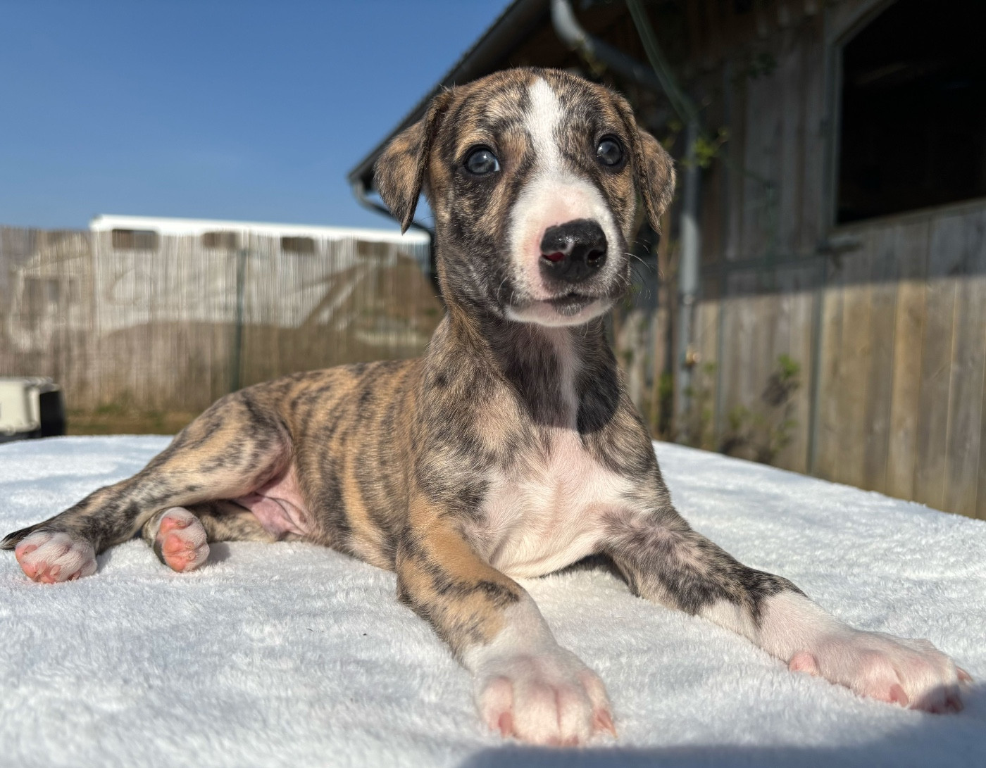 Beautiful Valentin's Collection · SWEET SILHOUETTES SPRINTER · 2026