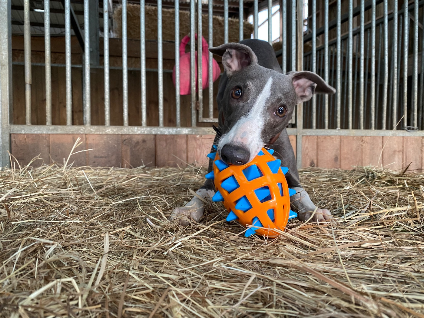 sweet silhouettes sprinter