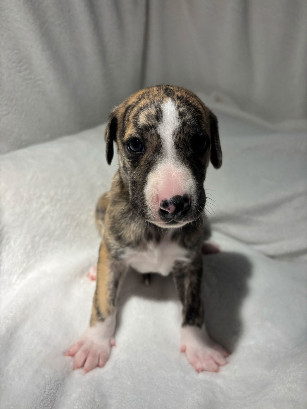 sweet silhouettes sprinter - Chiots disponibles - Whippet