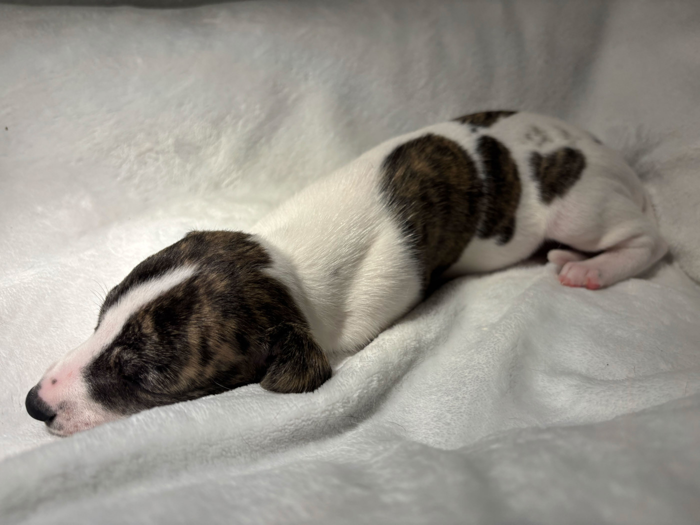 sweet silhouettes sprinter - Chiots disponibles - Whippet