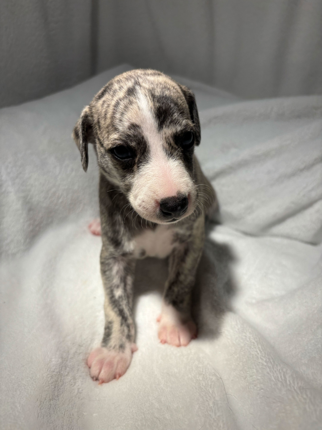 sweet silhouettes sprinter - Chiots disponibles - Whippet