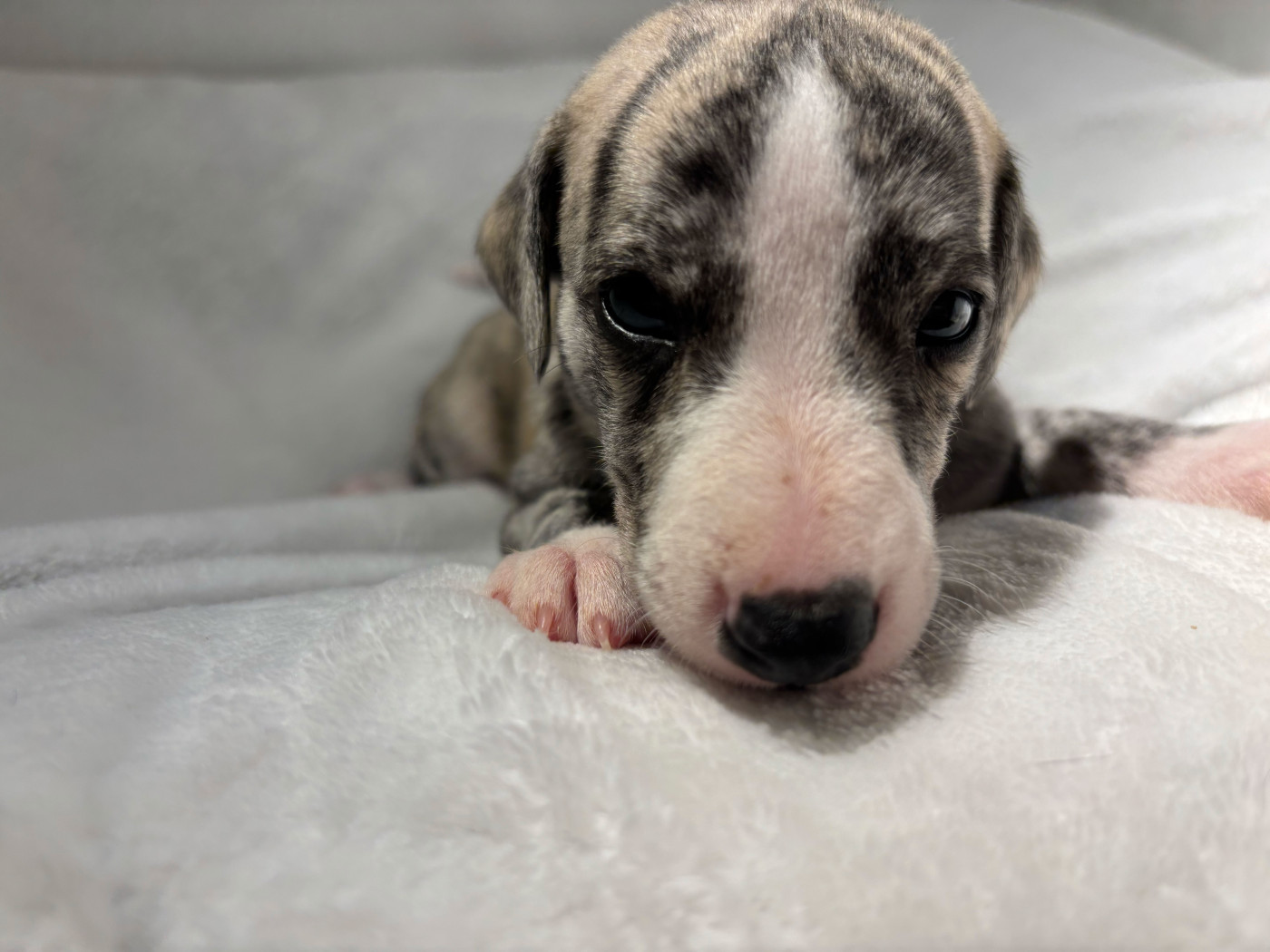 sweet silhouettes sprinter - Chiots disponibles - Whippet