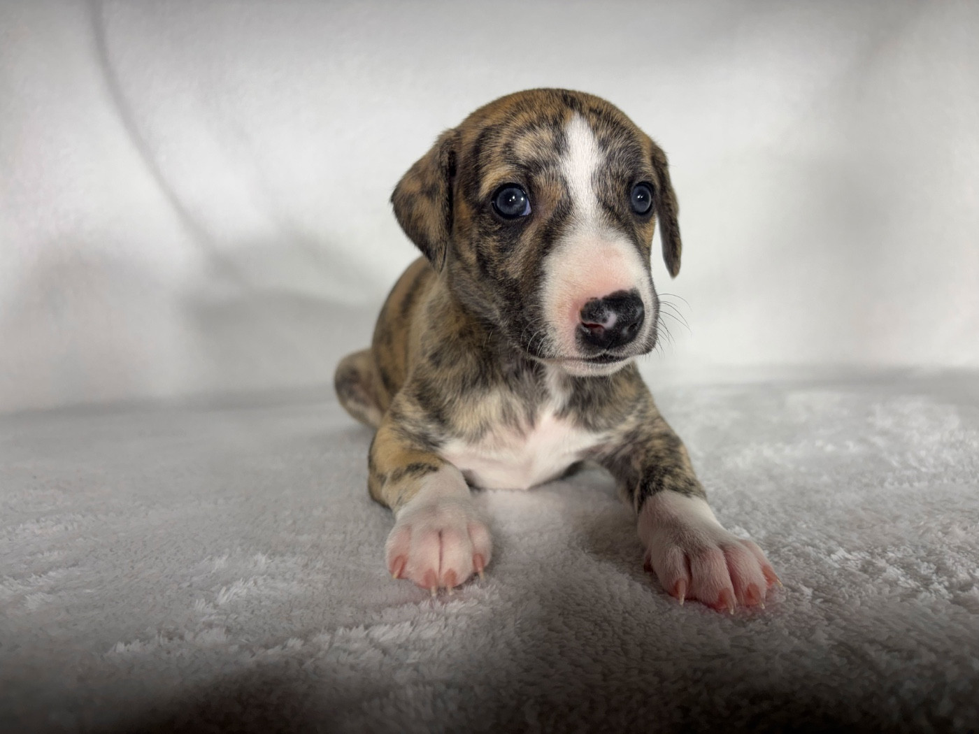 sweet silhouettes sprinter - Chiots disponibles - Whippet