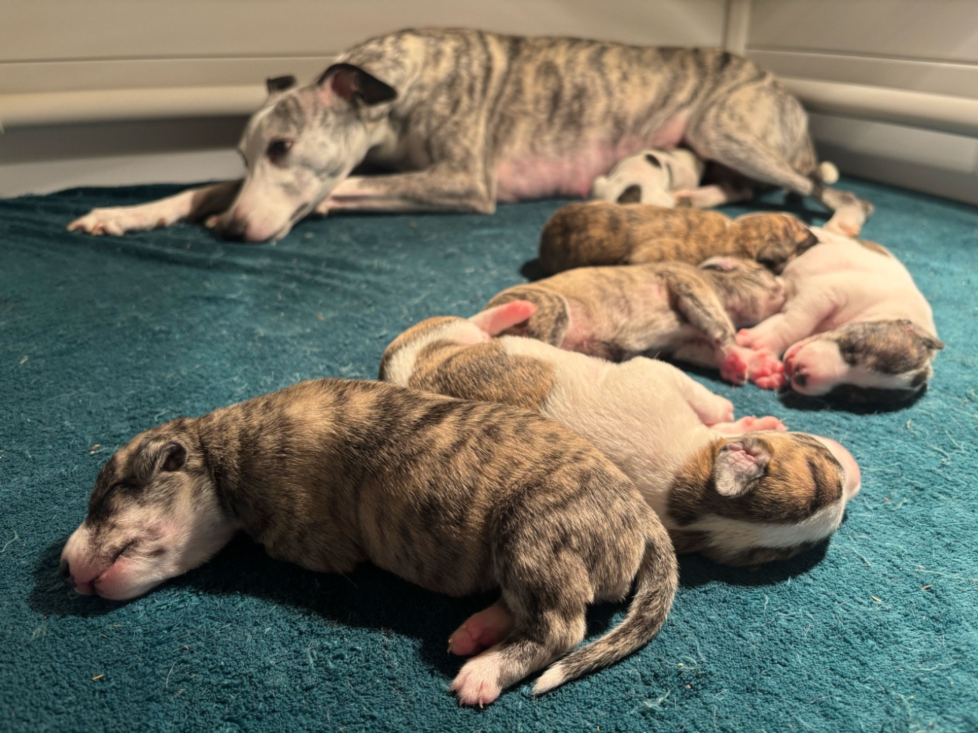 sweet silhouettes sprinter - Whippet - Portée née le 14/02/2026