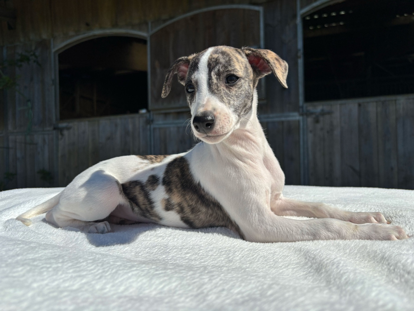 sweet silhouettes sprinter - Chiots disponibles - Whippet