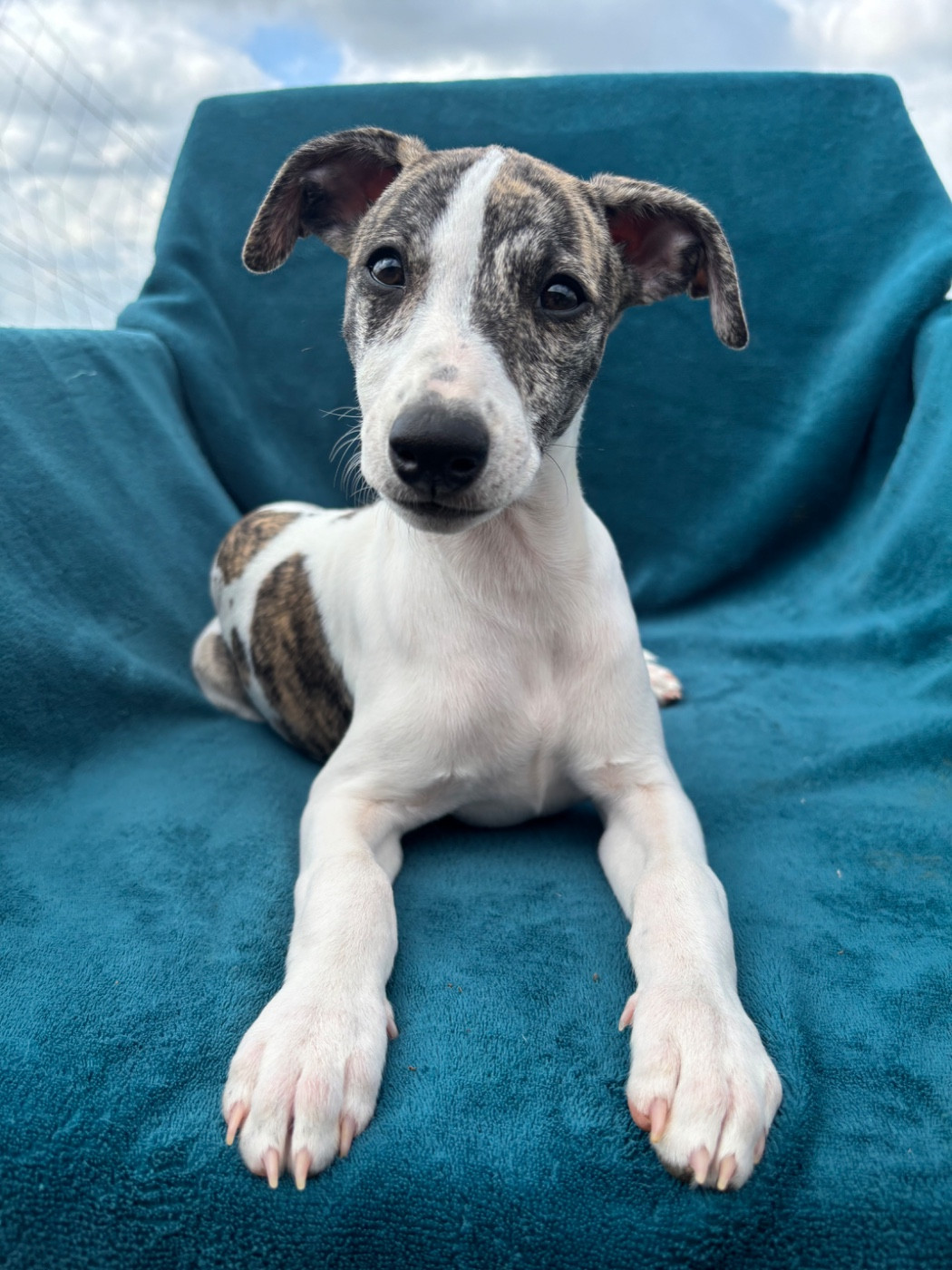 Chiot Whippet sweet silhouettes sprinter