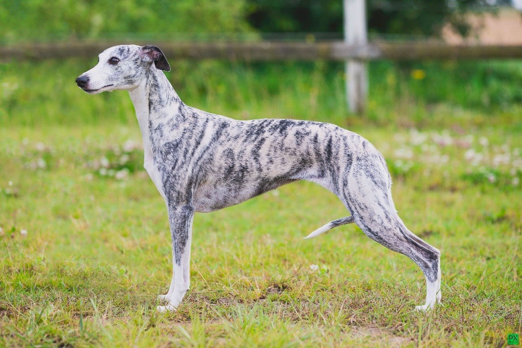 Chiot Whippet sweet silhouettes sprinter