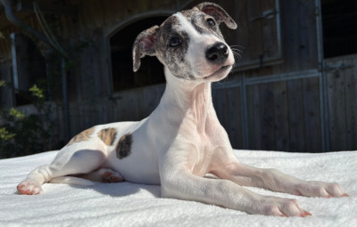 BEAUTIFUL VELVET MUSE SWEET SILHOUETTES SPRINTER