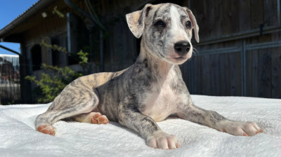 BEAUTIFUL GYDA SWEET SILHOUETTES SPRINTER