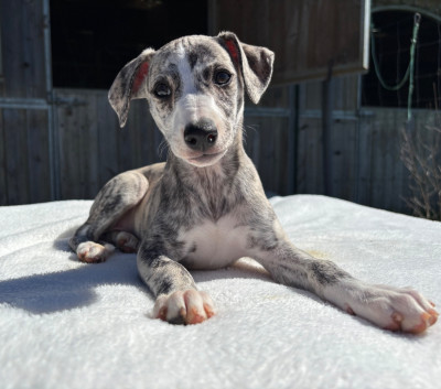 BEAUTIFUL LARA SWEET SILHOUETTES SPRINTER