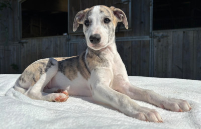 BEAUTIFUL BASILE SWEET SILHOUETTES SPRINTER