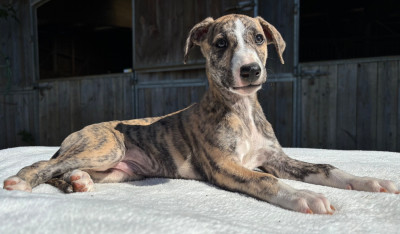 BEAUTIFUL NELSON SWEET SILHOUETTES SPRINTER