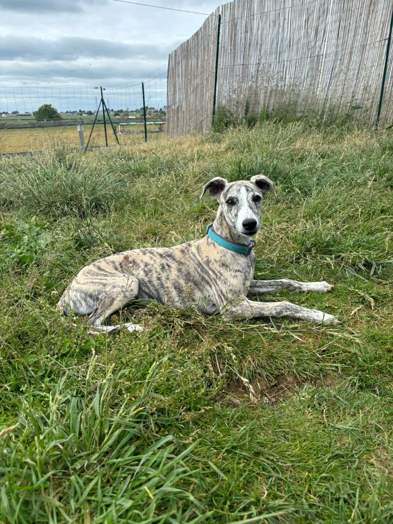 sweet silhouettes sprinter - Chiots disponibles - Whippet